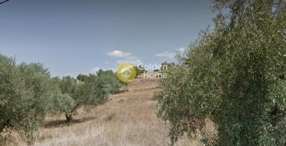 Αγροτεμάχια 4.254 τ.μ. προς πώληση, Παραλία Αυλίδας