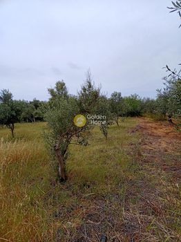 Αγροτεμάχια 1.310τ.μ. για πώληση-Τυμπάκι » Κλήμα