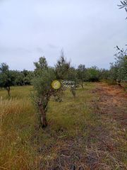 Αγροτεμάχια 1.310 τ.μ. για πώληση