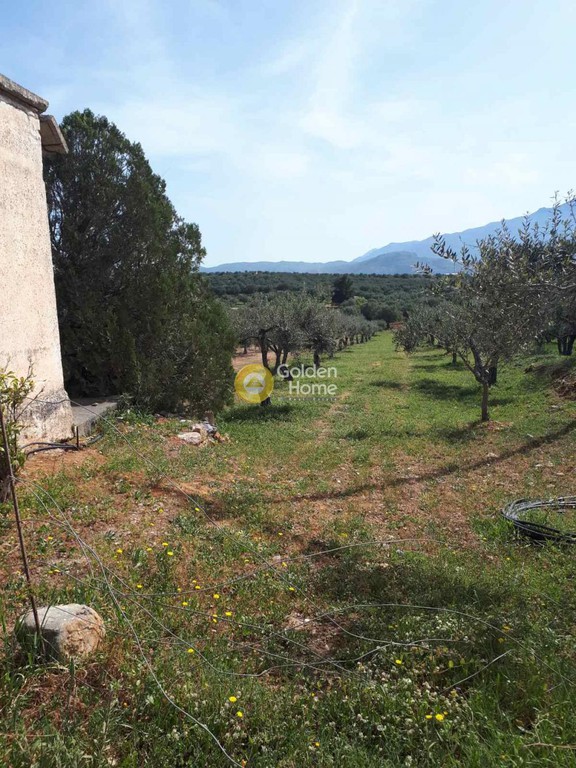 Αγροτεμάχια 3.000 τ.μ. προς πώληση, Ευαγγελισμός Καστελλίου