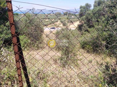 Αγροτεμάχια 568τ.μ. για πώληση-Κ. σκάλας ωρωπού » Χαλκούτσι
