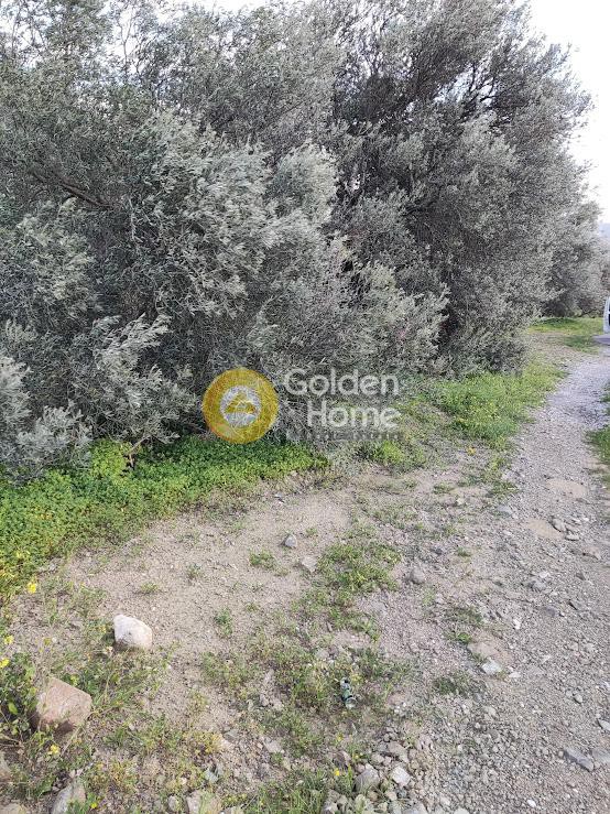 Αγροτεμάχια 5.026 τ.μ. προς πώληση, Άγιοι Δέκα