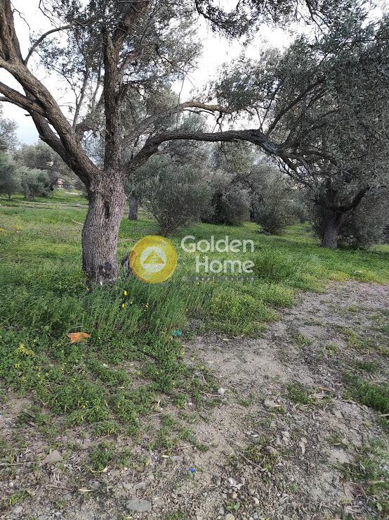 Αγροτεμάχια 5.026 τ.μ. προς πώληση, Άγιοι Δέκα