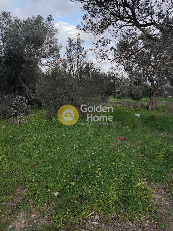 Αγροτεμάχια 5.026 τ.μ. προς πώληση, Άγιοι Δέκα