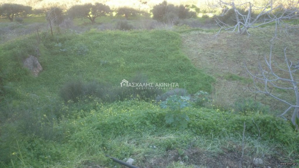Οικόπεδο 4.500 τ.μ. προς πώληση, Ελιά Γουβών