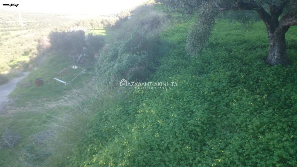 Οικόπεδο 4.500 τ.μ. προς πώληση, Ελιά Γουβών