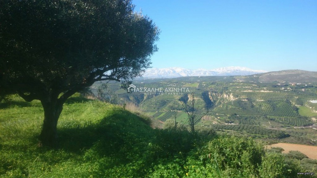 Οικόπεδο 5.500 τ.μ. προς πώληση, Ελιά Γουβών