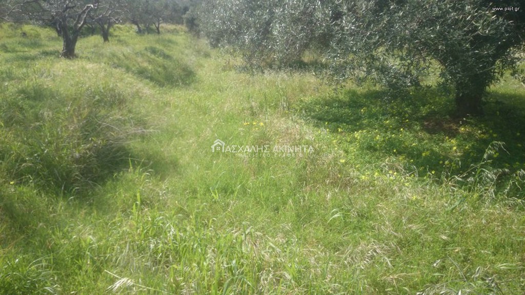 Οικόπεδο 1.000 τ.μ. προς πώληση, Χάνι Κοκκίνη