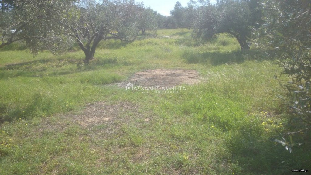 Οικόπεδο 1.000 τ.μ. προς πώληση, Χάνι Κοκκίνη