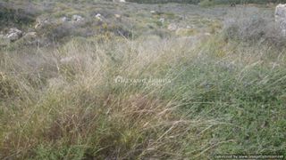 Οικόπεδο 4.000 τ.μ. για πώληση