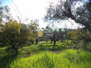 Αγροτεμάχια 1.518 τ.μ. για πώληση, Αχαΐα, Αίγιο-thumb-1