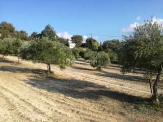 Οικόπεδο 4.800 τ.μ. για πώληση
