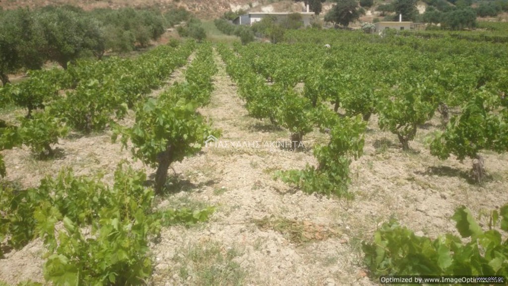 Αγροτεμάχια 2.500 τ.μ. προς πώληση, Σταμνοί