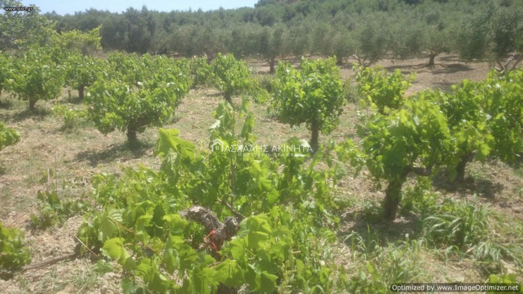 Αγροτεμάχια 2.500 τ.μ. προς πώληση, Σταμνοί