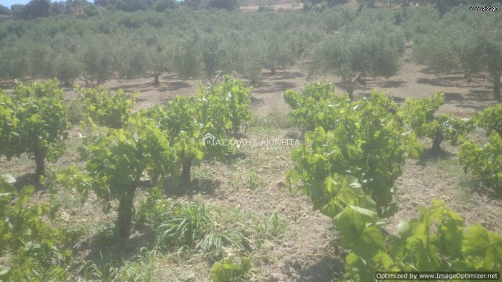 Αγροτεμάχια 2.500 τ.μ. προς πώληση, Σταμνοί