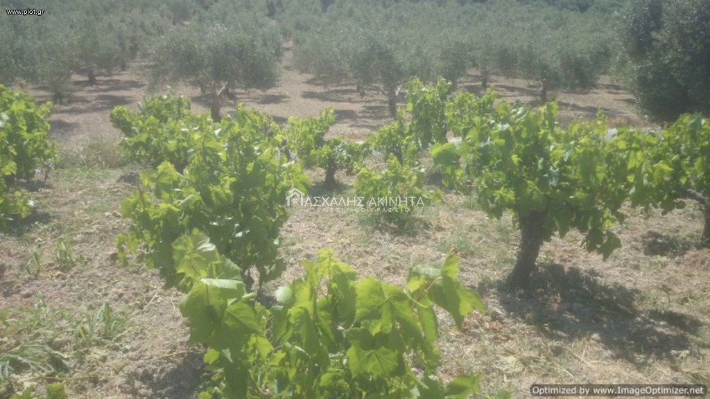 Αγροτεμάχια 2.500 τ.μ. προς πώληση, Σταμνοί