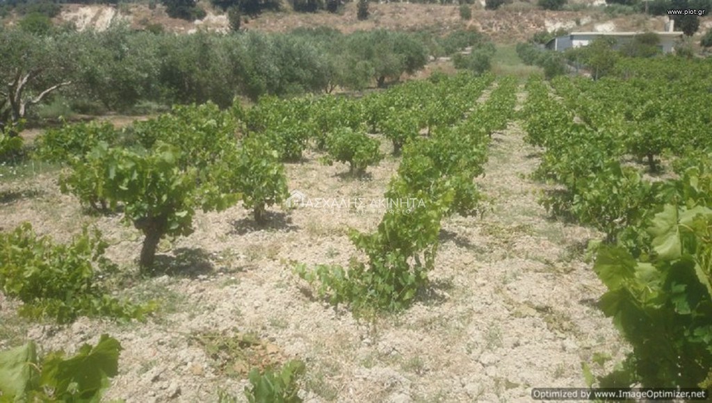 Αγροτεμάχια 2.500 τ.μ. προς πώληση, Σταμνοί