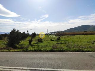 Αγροτεμάχια 1.431 τ.μ. για πώληση