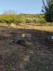 Αγροτεμάχια 33.000 τ.μ. προς πώληση, Πηγάδια Ωλένιας-thumb-12