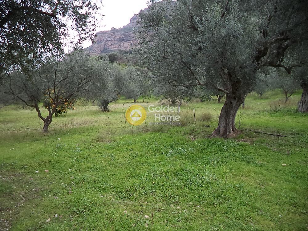 Αγροτεμάχια 4.670 τ.μ. προς πώληση, Δερβένι Διακοπτού