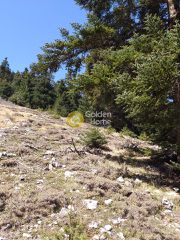 Οικόπεδο 6.982 τ.μ. για πώληση, Φωκίδα, Παρνασσός-thumb-3