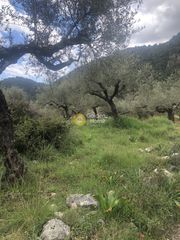 Αγροτεμάχια 2.050 τ.μ. για πώληση, Μεσσηνία, Αβία-thumb-20