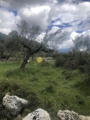 Αγροτεμάχια 2.050 τ.μ. για πώληση, Μεσσηνία, Αβία-thumb-21