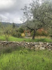 Αγροτεμάχια 2.050 τ.μ. για πώληση, Μεσσηνία, Αβία-thumb-7