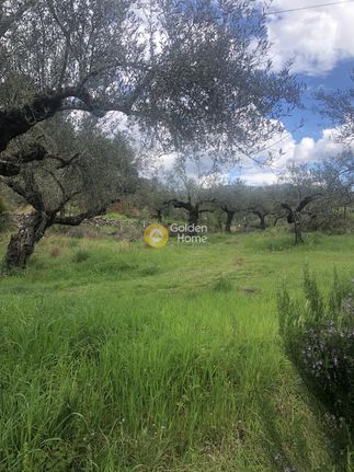 Αγροτεμάχια 2.050 τ.μ. για πώληση, Μεσσηνία, Αβία
