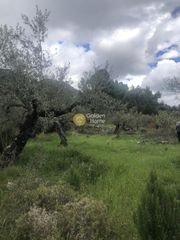 Αγροτεμάχια 2.050 τ.μ. για πώληση, Μεσσηνία, Αβία-thumb-24