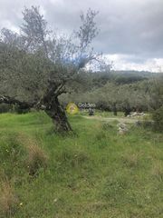 Αγροτεμάχια 2.050 τ.μ. για πώληση, Μεσσηνία, Αβία-thumb-16