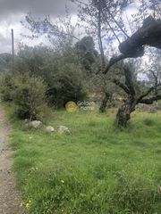 Αγροτεμάχια 2.050 τ.μ. για πώληση, Μεσσηνία, Αβία-thumb-6