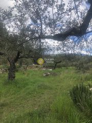 Αγροτεμάχια 2.050 τ.μ. για πώληση, Μεσσηνία, Αβία-thumb-15
