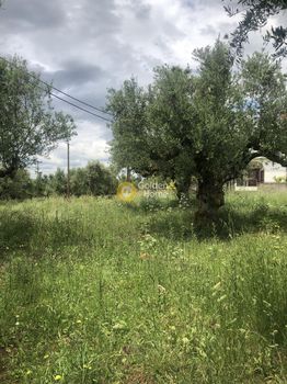 Land plot 1.000sqm for sale-Kalamata » Sperchogeia