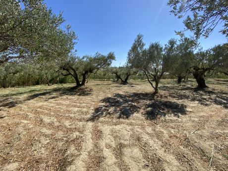 Αγροτεμάχια 3.273τ.μ. για πώληση-Ιεράπετρα » Βαϊνιά