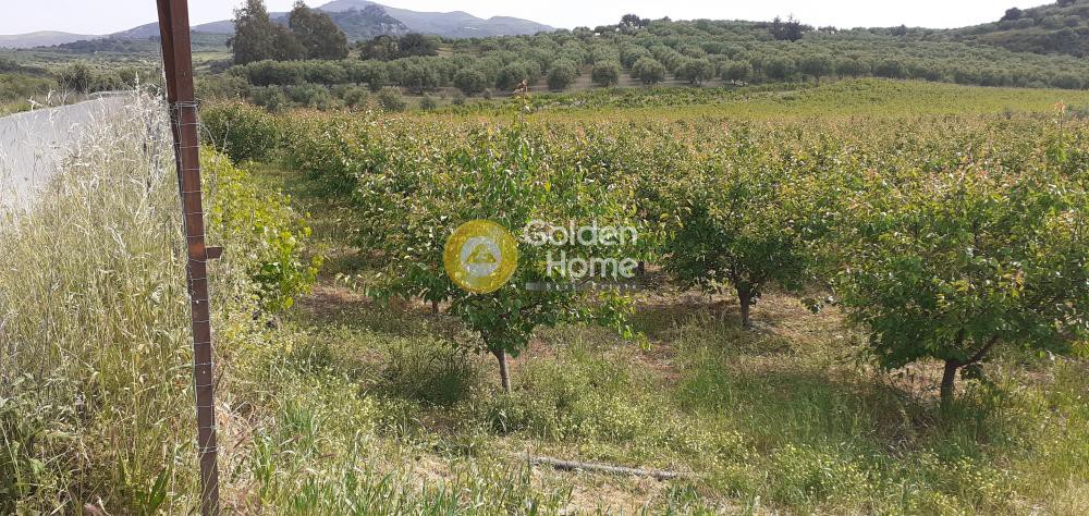 Αγροτεμάχια 2.100 τ.μ. προς πώληση, Κέντρο Τεμένους