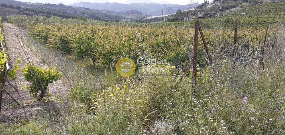 Αγροτεμάχια 2.100 τ.μ. προς πώληση, Κέντρο Τεμένους