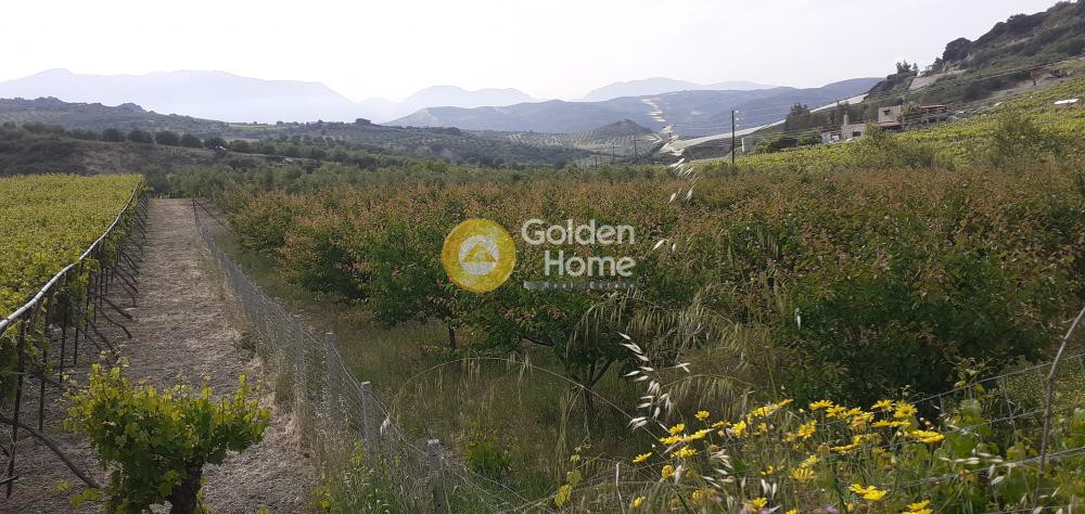 Αγροτεμάχια 2.100 τ.μ. προς πώληση, Κέντρο Τεμένους