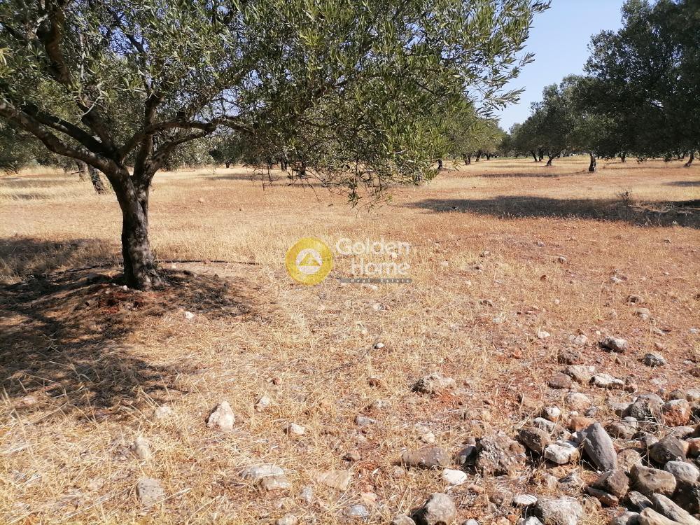 Οικόπεδο 11.000 τ.μ. προς πώληση, Ν. Ηρακλείου, Γορτύνα