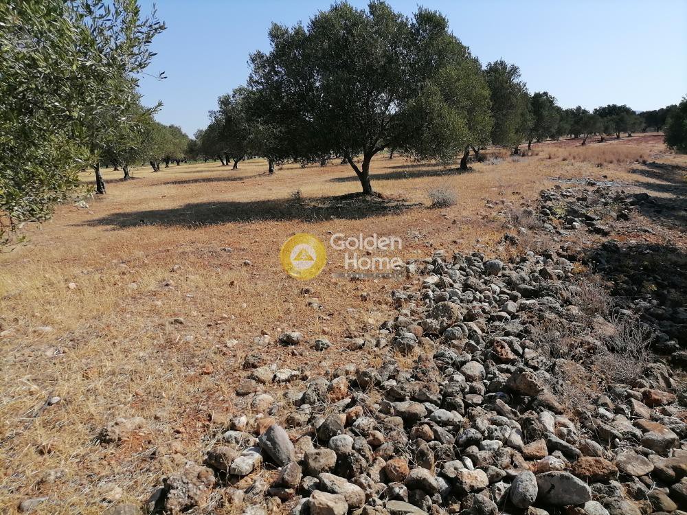 Οικόπεδο 11.000 τ.μ. προς πώληση, Ν. Ηρακλείου, Γορτύνα