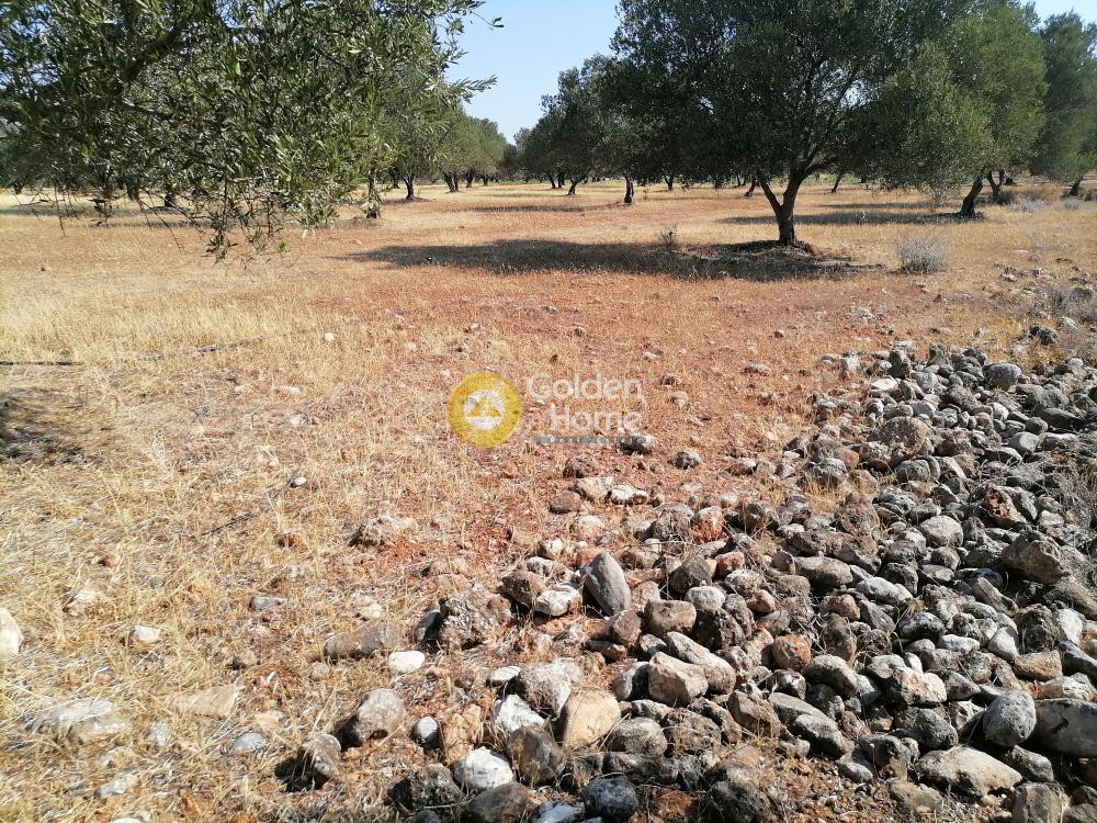Οικόπεδο 11.000 τ.μ. προς πώληση, Ν. Ηρακλείου, Γορτύνα