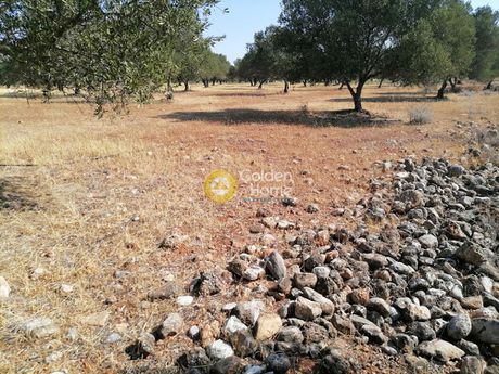 Οικόπεδο 11.000 τ.μ. για πώληση