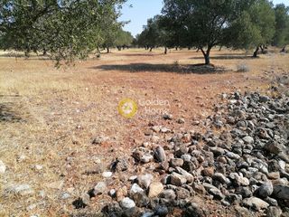 Οικόπεδο 11.000 τ.μ. για πώληση