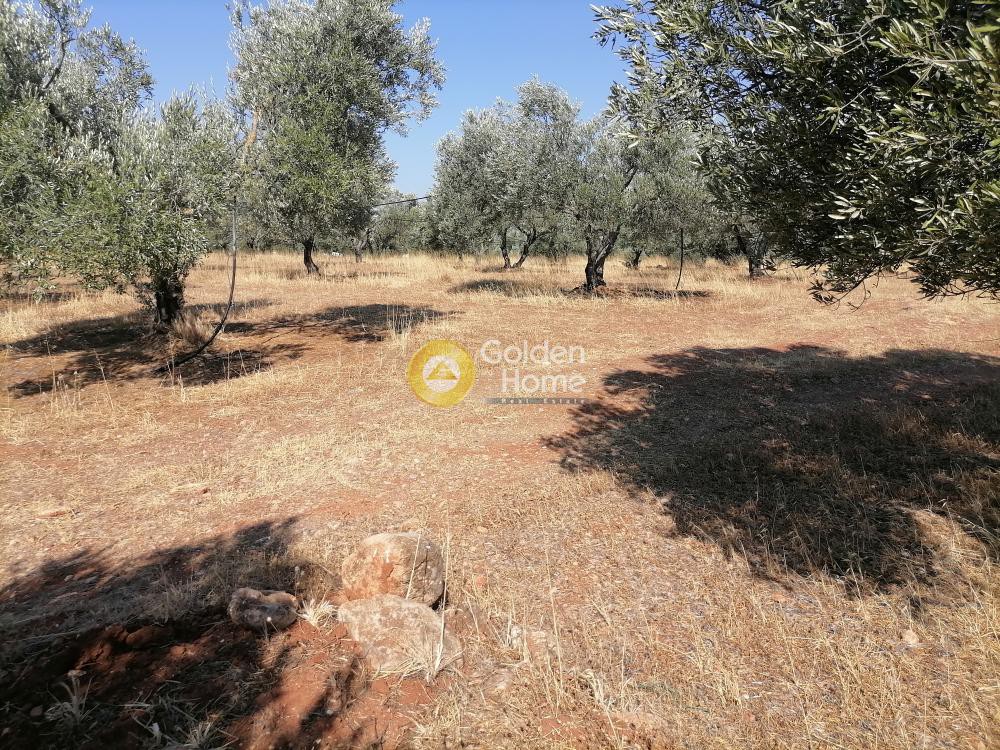Οικόπεδο 11.000 τ.μ. προς πώληση, Ν. Ηρακλείου, Γορτύνα