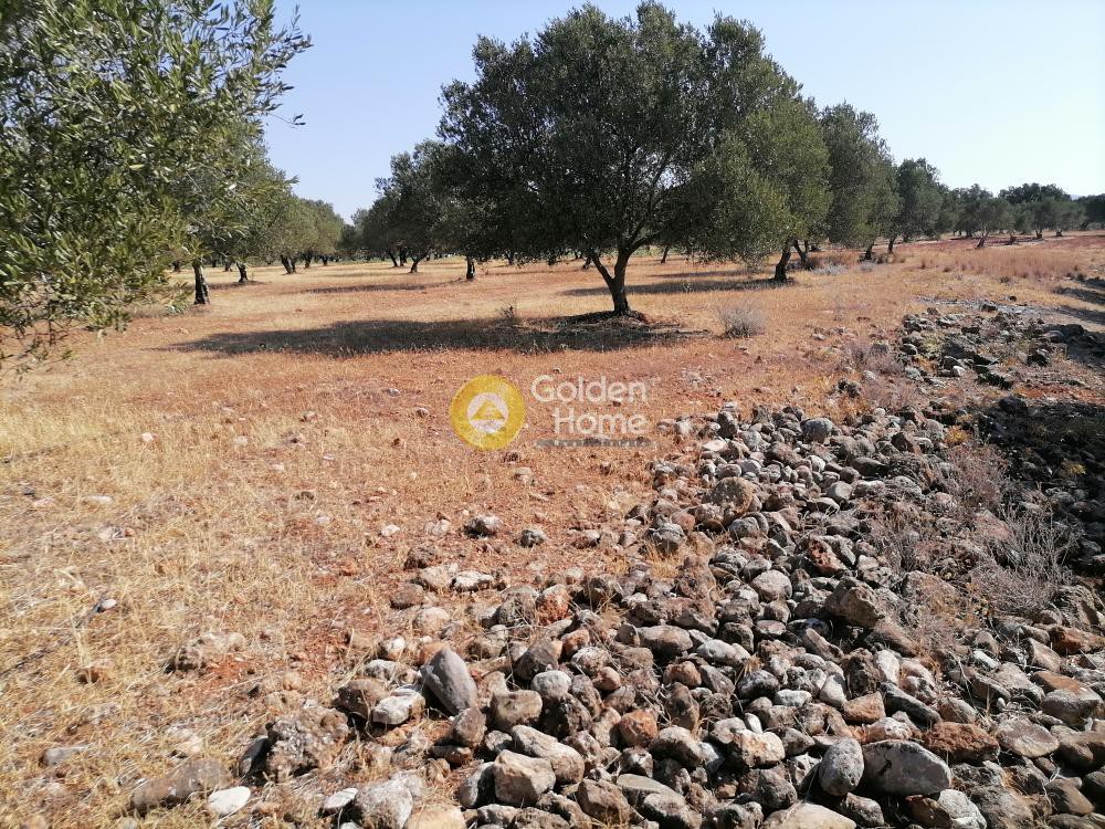 Οικόπεδο 11.000 τ.μ. προς πώληση, Ν. Ηρακλείου, Γορτύνα