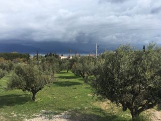 Αγροτεμάχια 5.100 τ.μ. για πώληση