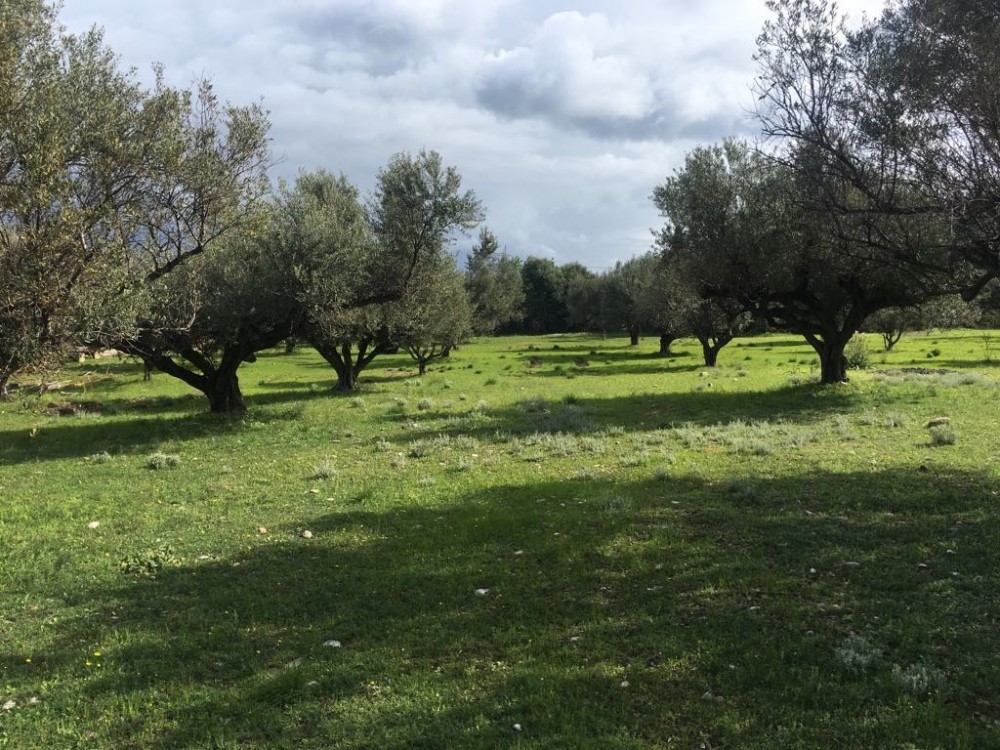 Αγροτεμάχια 5.100 τ.μ. προς πώληση, Αραχωβίτικα Ρίου