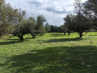 Αγροτεμάχια 5.100 τ.μ. για πώληση, Αχαΐα, Ρίο-thumb-3