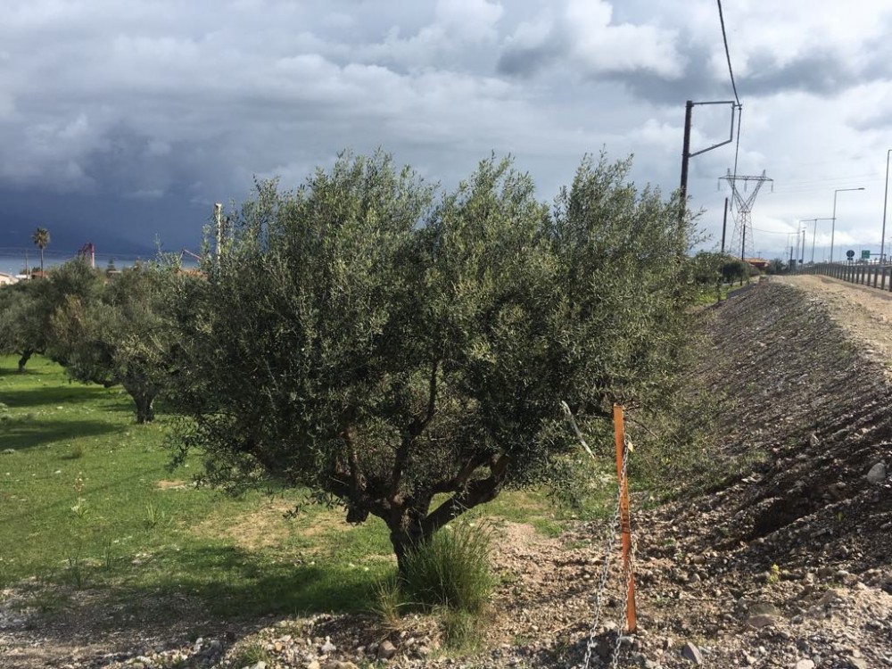 Αγροτεμάχια 5.100 τ.μ. προς πώληση, Αραχωβίτικα Ρίου