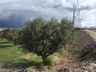 Αγροτεμάχια 5.100 τ.μ. για πώληση, Αχαΐα, Ρίο-thumb-2